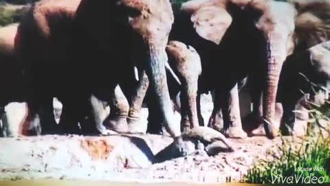 Mother Elephant Rescues Baby Stuck In Mud Pit.....