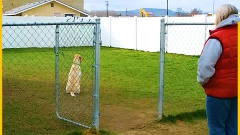 Dogs wait patiently for their names to be called