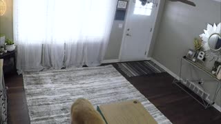 A Man and His Dogs Surprises Wife with New Couch