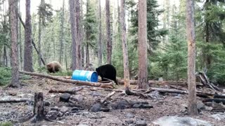 Territorial Bears Bound Around