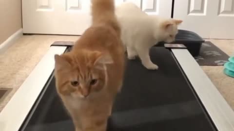Cat workout on treadmill funny moment
