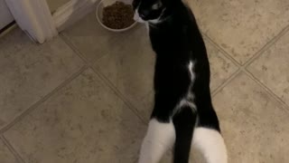 Cat Splooting While Eating
