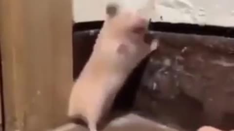 funny hamster[cute animal]