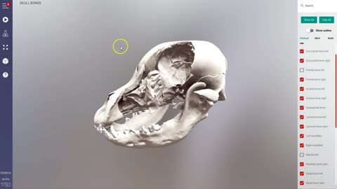 UPD Canine skull - individual skull bones & sinus system - 3D Veterinary Anatomy & Learning IVALA®