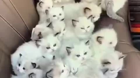 Cute cats|| tell me how much are these cats in comments