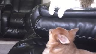 Cat hits dog out of spite
