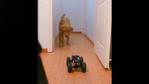 Cute dog afraid of car toy