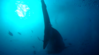 Swum over by Whale Shark