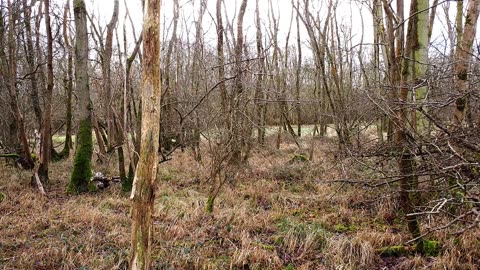 Drone flying in the Unknown Woods