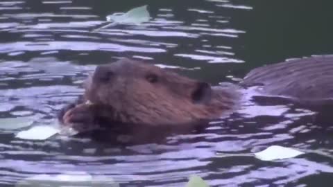 Incredible Adorable Beavers Swimming and Working [Cute Nature Video]