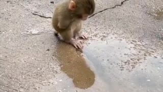 Poor baby monkey