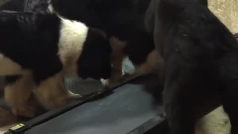 Newfoundland Puppies Learn How To Use Doggy Treadmill