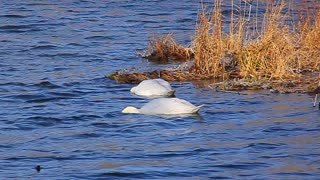 swans rockland lake windy MVI_8863