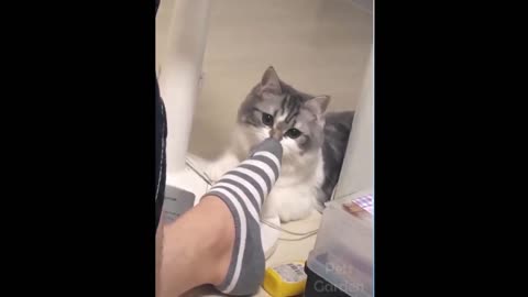 Cat surprised by smelly socks