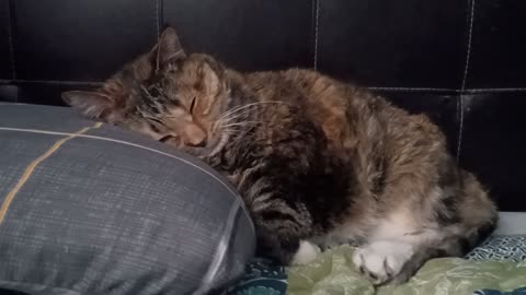 Watch This Serene Cat Lounge on a Pillow!