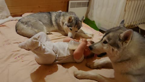 Baby drinks bottle between two watchful huskies