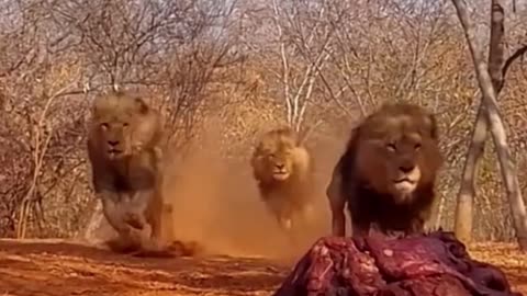 How the lion behaves when he sees the food