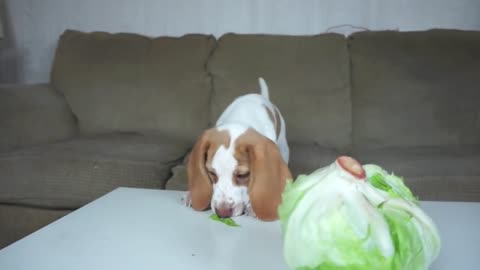 Clumsy Puppy Steals Lettuce Cute Puppy Potpie & Funny Dog Maymo