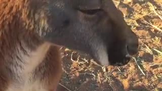 Kangaroo Eats a Carrot