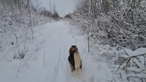 Husky runs through the snow