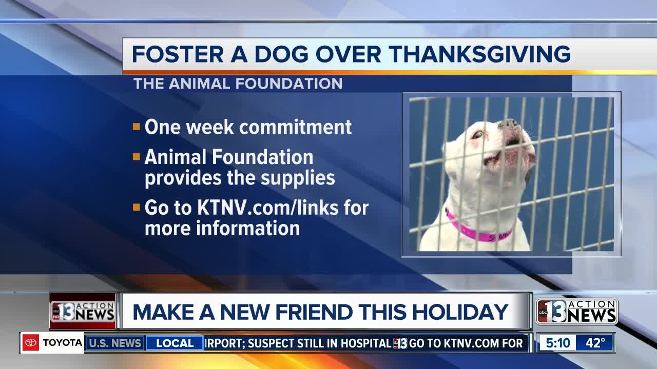 Foster a dog over Thanksgiving