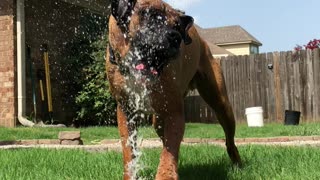 Doggo Soaks up Water Spray