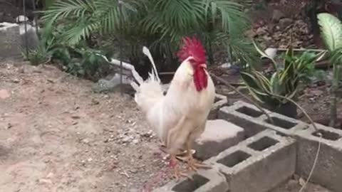 3.Chicken Stepping on the Rock