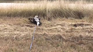 Rolling in the hay