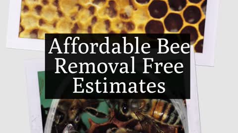 Clear Lake Tx Bee Removal - 409-433-9055