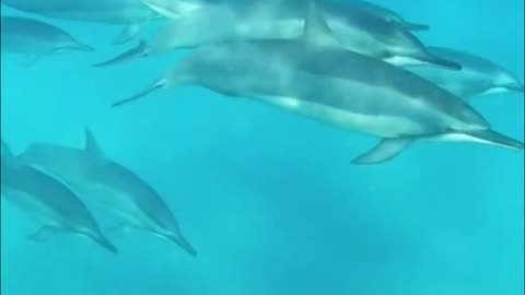 Dolphin Use Pufferfish Toxin To Get High