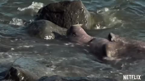 Walruses Falling From Cliff