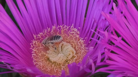 Bee collecting pollen from flower