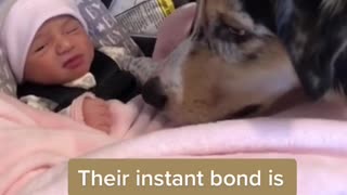 dog kissing newborn baby