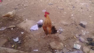 Native chicken