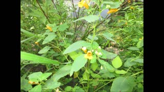 Smooth Pathway Jewelweed August 2021