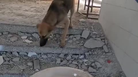 An IDF Soldier Found This Dog In Gaza And Brought Her Home - Watch Until The End