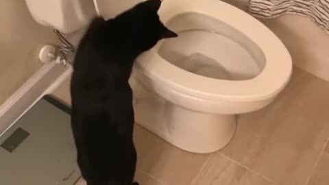 Cat Flushes Toilet And Finds Twirling Water Fascinating