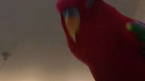 Parrot mimics the sound of the engine starting