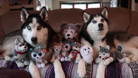 Spot the real husky!