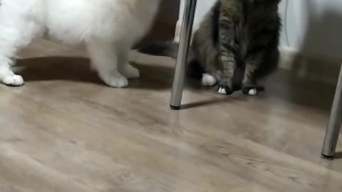 The cat won the fight with the Samoyed with his strong paw