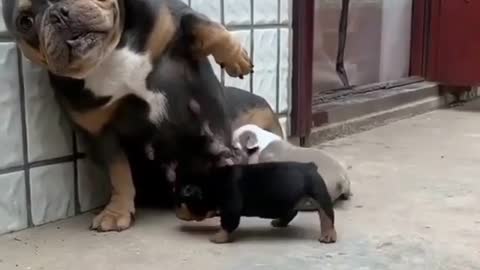 beautiful mother feeding her puppies