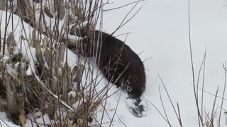 Beaver Takes His Twigs back into River