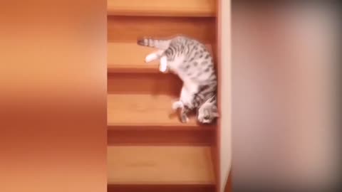 Cute Cat going down the stairs in a funny way !