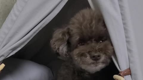 a sleepy puppy poodle