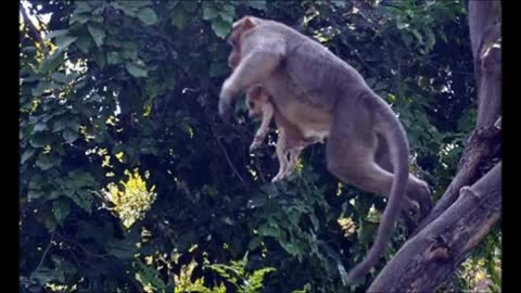 The monkey and the dog became best friends