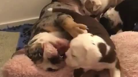 Bulldog puppy attack.😍