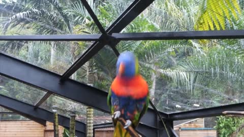 Teuffer / Dancer parrot