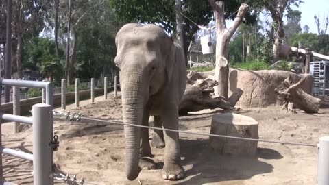 San Diego Zoo Elephants