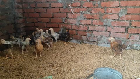 chicken in my small farm