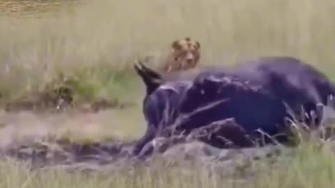 The Resting Buffalo Became Angry #buffalo angry